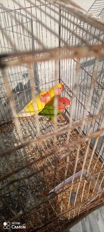 lovebird breeder pair for sale. 1