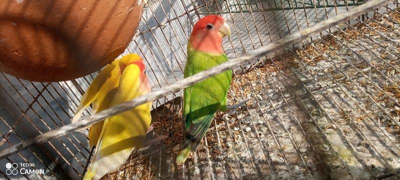 lovebird breeder pair for sale. 2