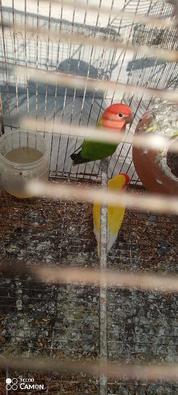 lovebird breeder pair for sale. 3