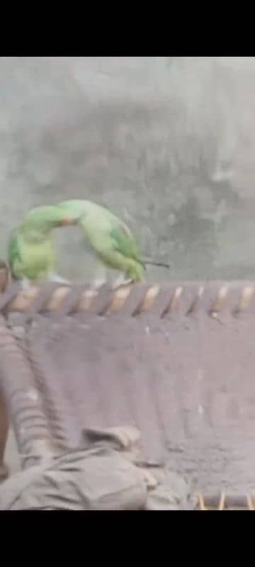 raw parrot 1