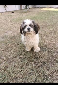 shitzu dog pedigreed