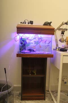 fish aquarium