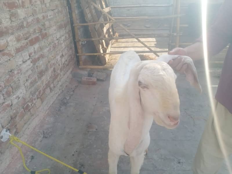 pure rajhan puri goat / rajanpuriya bakra / goat for sale 0