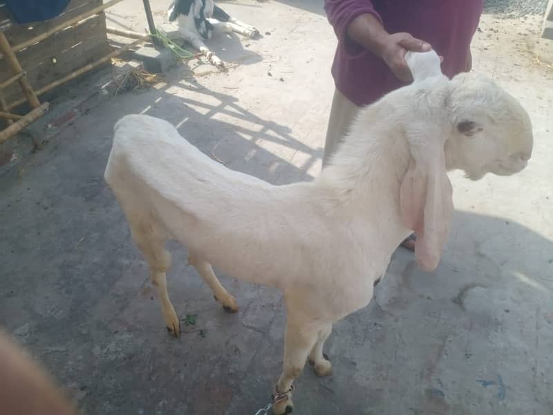 pure rajhan puri goat / rajanpuriya bakra / goat for sale 1