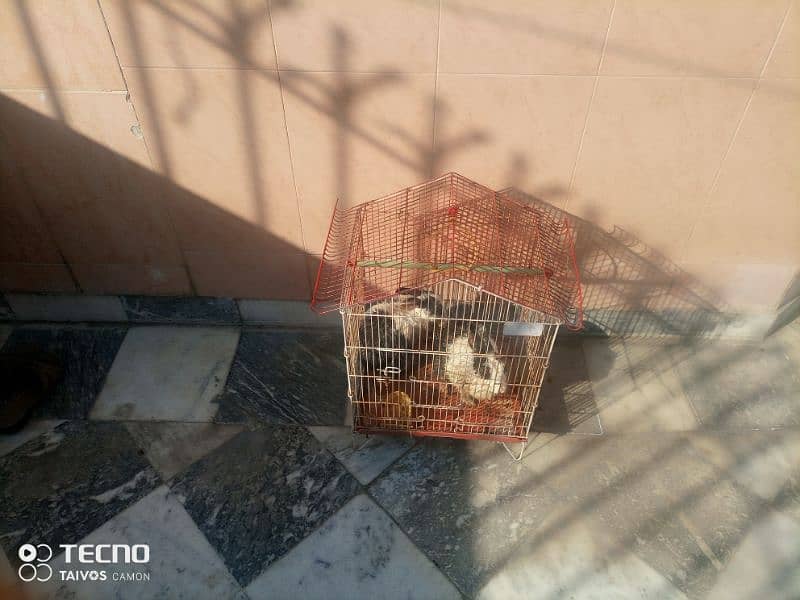 2rabbits +cage 0