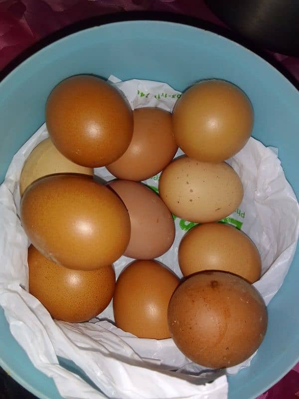 Lohmann Brown Eggs, Desi Eggs 1