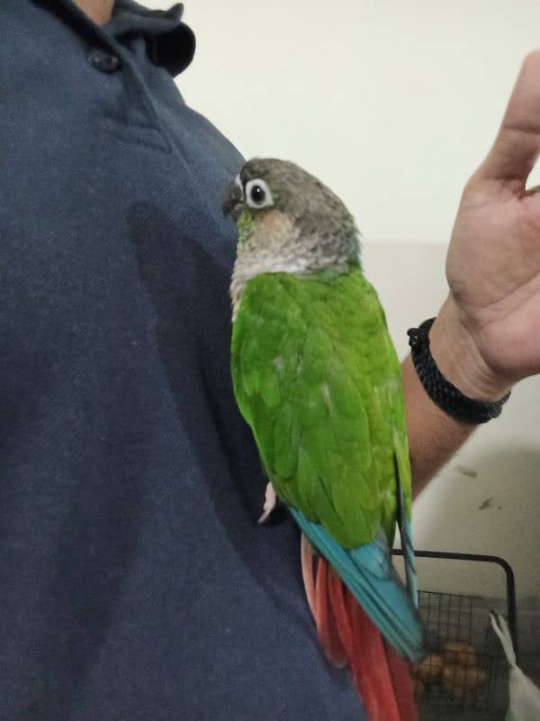 Green Cheek Conure Red Factor 0