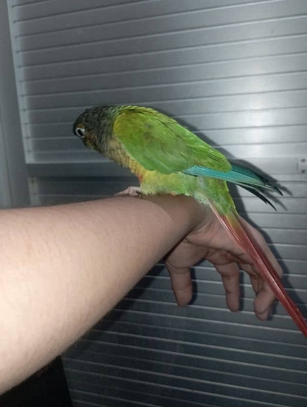 Green Cheek Conure Red Factor 2