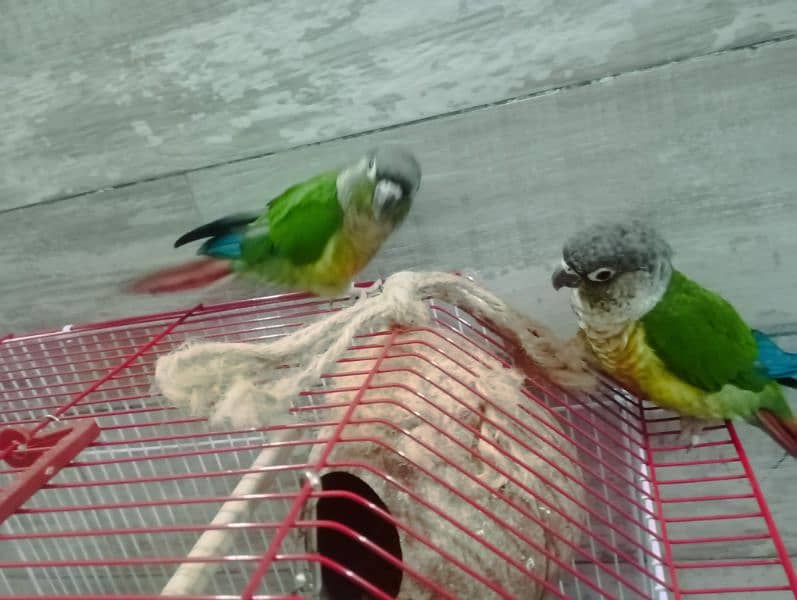 Green Cheek Conure Red Factor 3