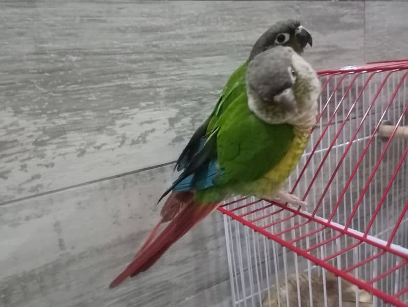 Green Cheek Conure Red Factor 4