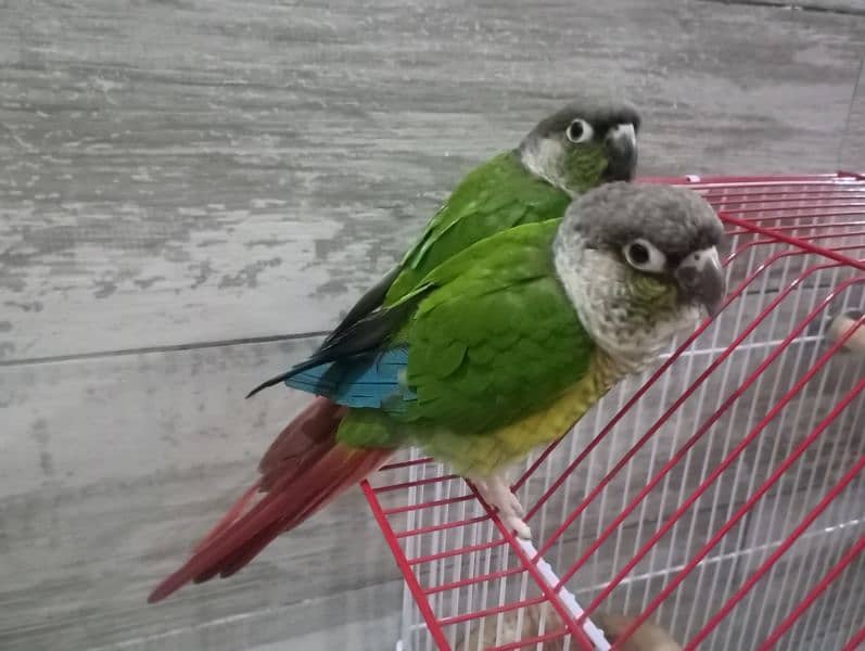 Green Cheek Conure Red Factor 5