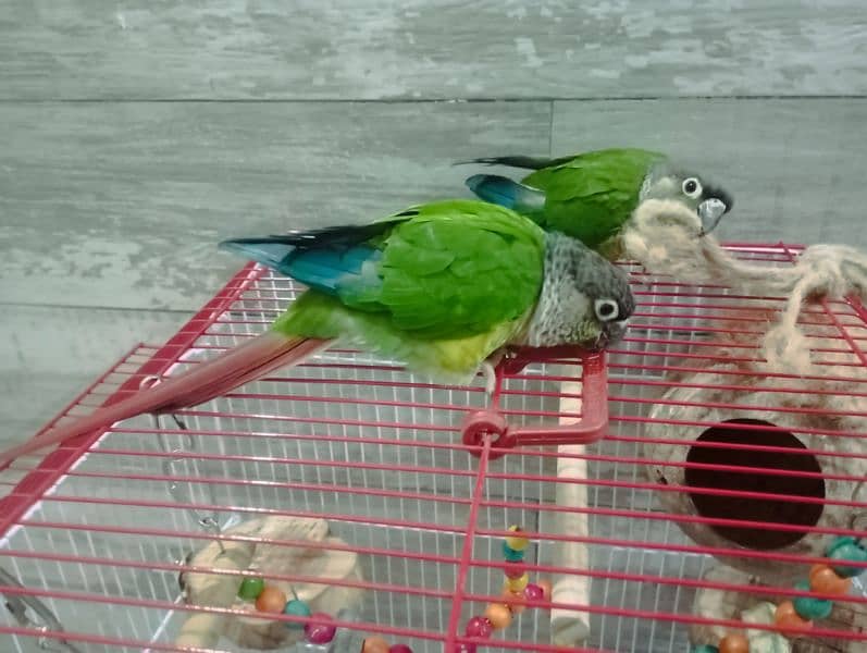 Green Cheek Conure Red Factor 7