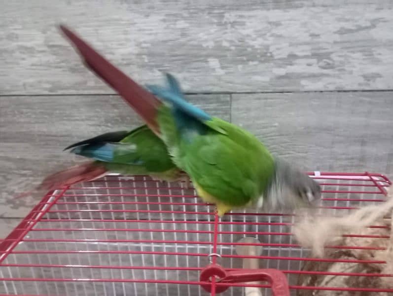 Green Cheek Conure Red Factor 8