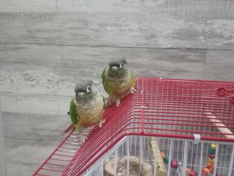 Green Cheek Conure Red Factor 9