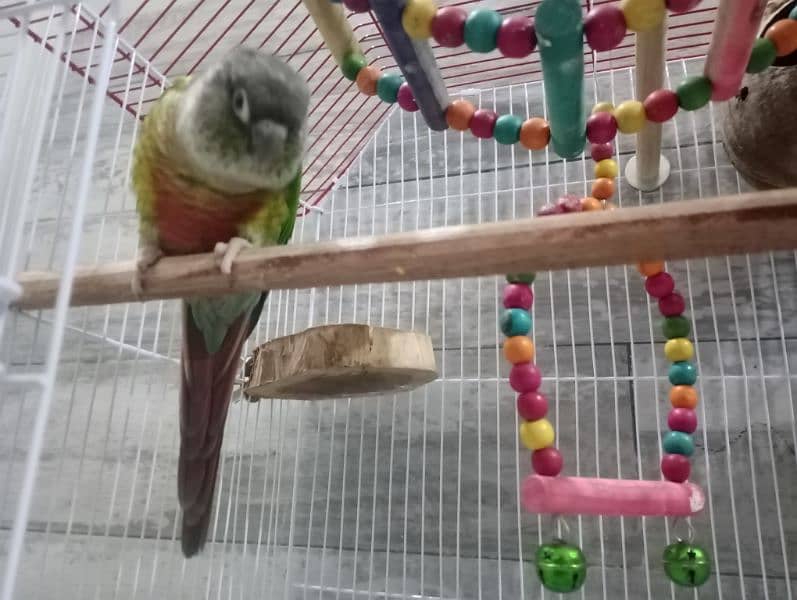 Green Cheek Conure Red Factor 11