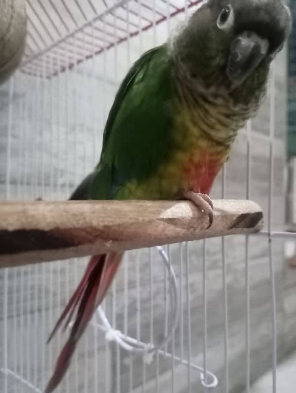 Green Cheek Conure Red Factor 14