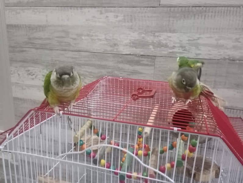 Green Cheek Conure Red Factor 17