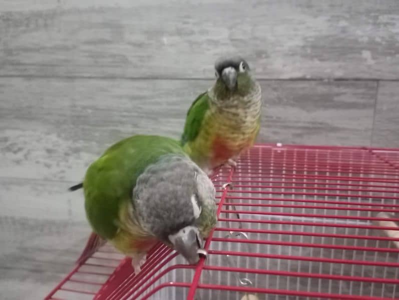 Green Cheek Conure Red Factor 18