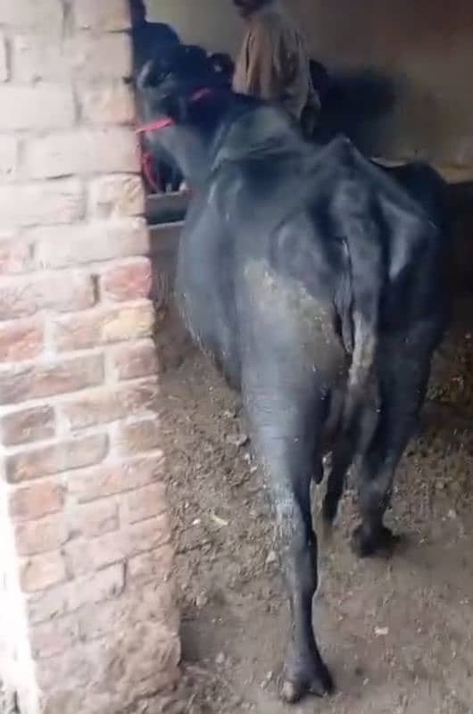 Faresion cows ,Faresion cross gay ,sahiwal cross cow,behns. majh phelin 10