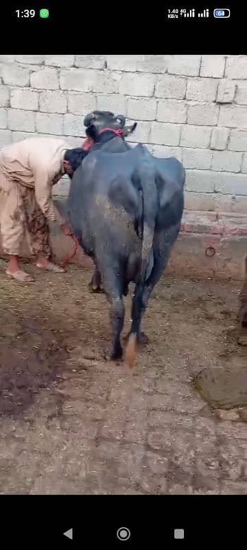 Faresion cows ,Faresion cross gay ,sahiwal cross cow,behns. majh phelin 11