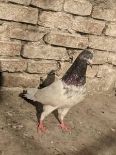 golden pigeon male