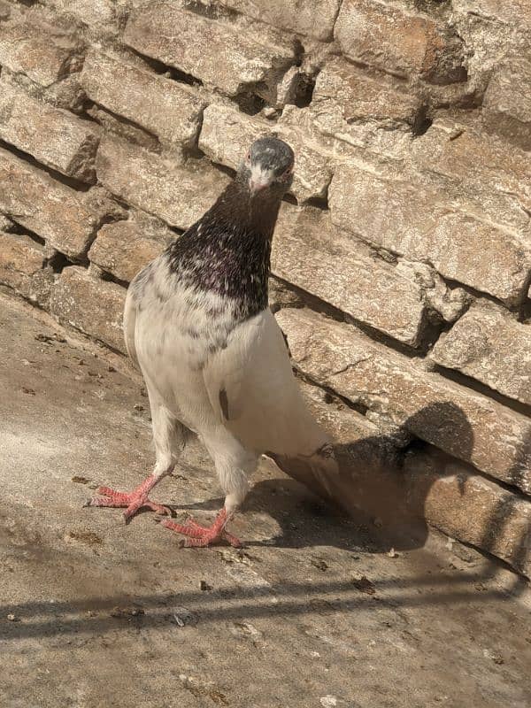 golden pigeon male 1