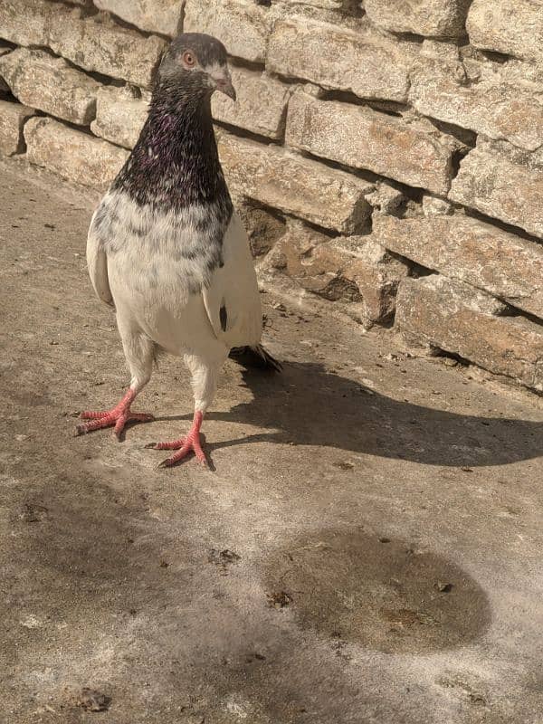 golden pigeon male 2