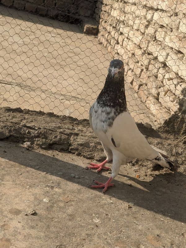 golden pigeon male 3