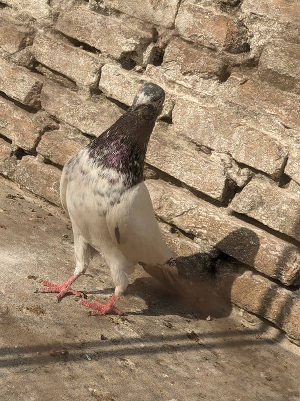 golden pigeon male 6