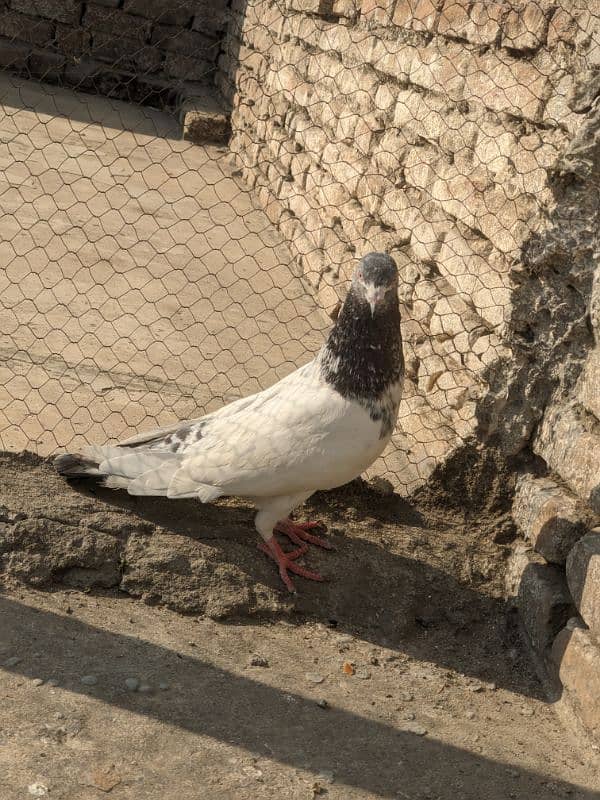 golden pigeon male 7