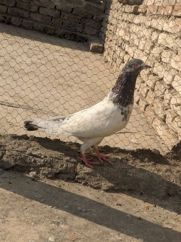 golden pigeon male 8