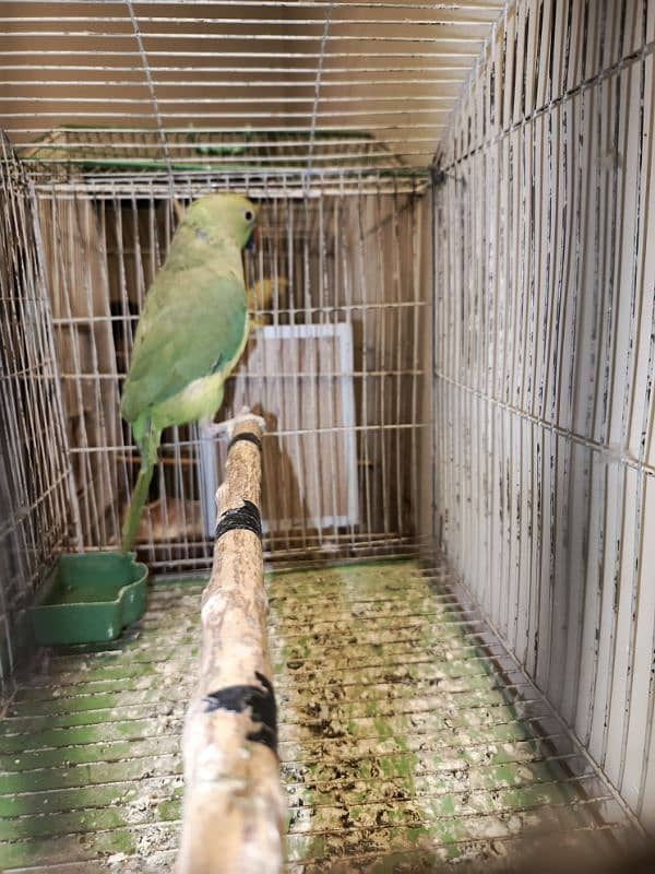 Green parrot 0