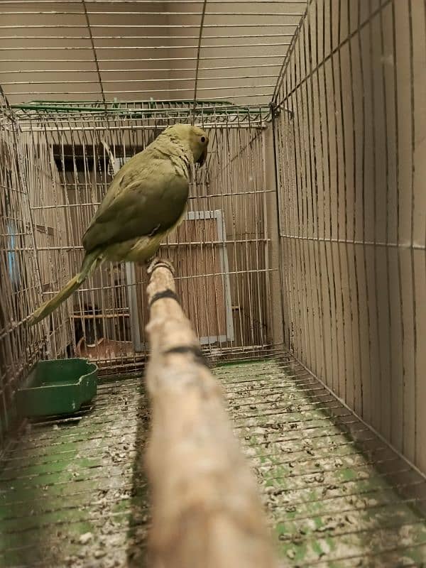 Green parrot 1