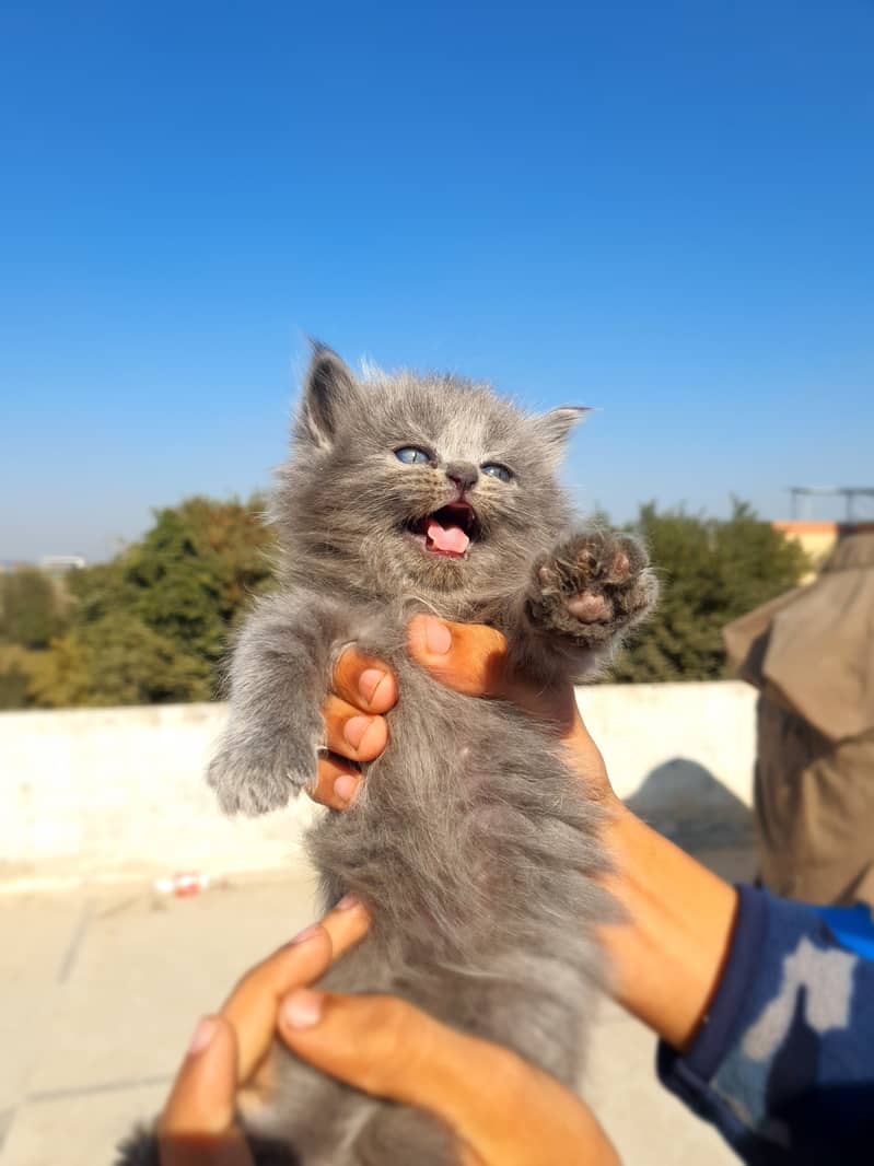 Grey kitten, blue eyes 0