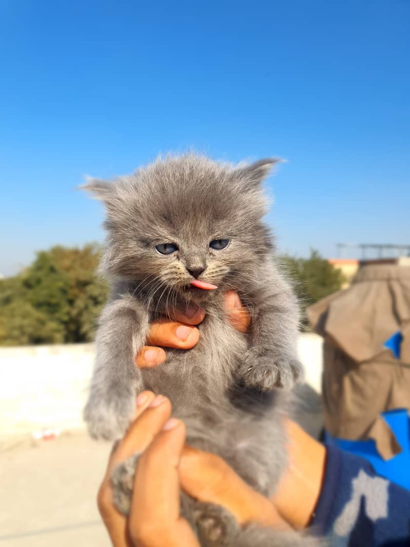 Grey kitten, blue eyes 1