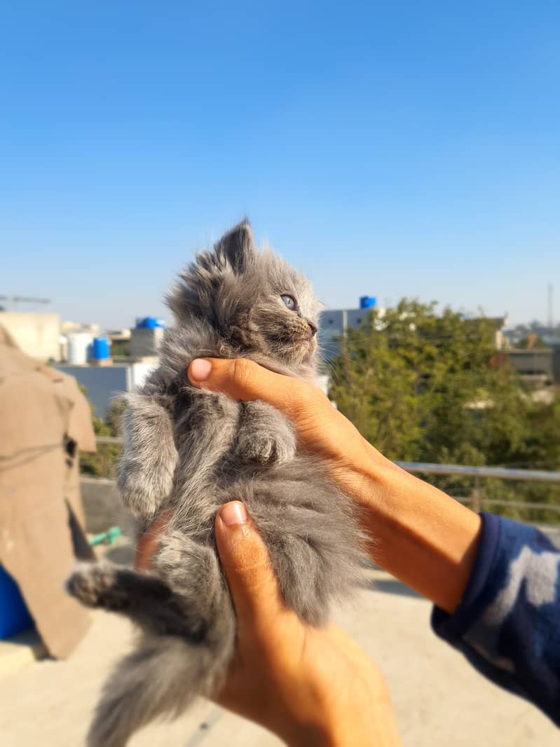 Grey kitten, blue eyes 2