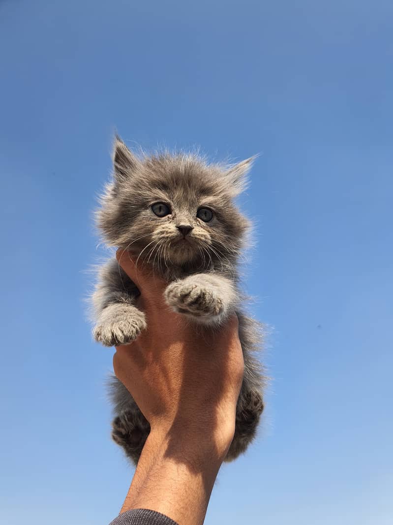 Grey kitten, blue eyes 3