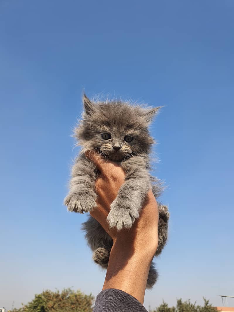 Grey kitten, blue eyes 4