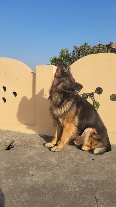 German shehphard 2 yeas male half tail for sale exchange 0