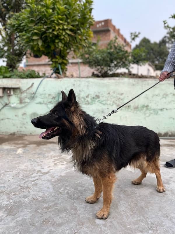 German shehphard 2 yeas male half tail for sale exchange 2