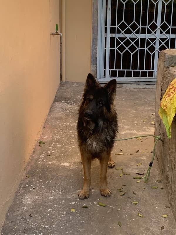 German shehphard 2 yeas male half tail for sale exchange 3