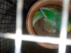 budgie pair cage with urgent sale