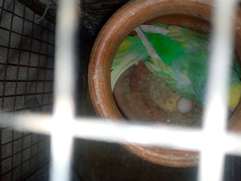 budgie pair cage with urgent sale 0