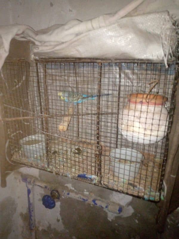 budgie pair cage with urgent sale 1