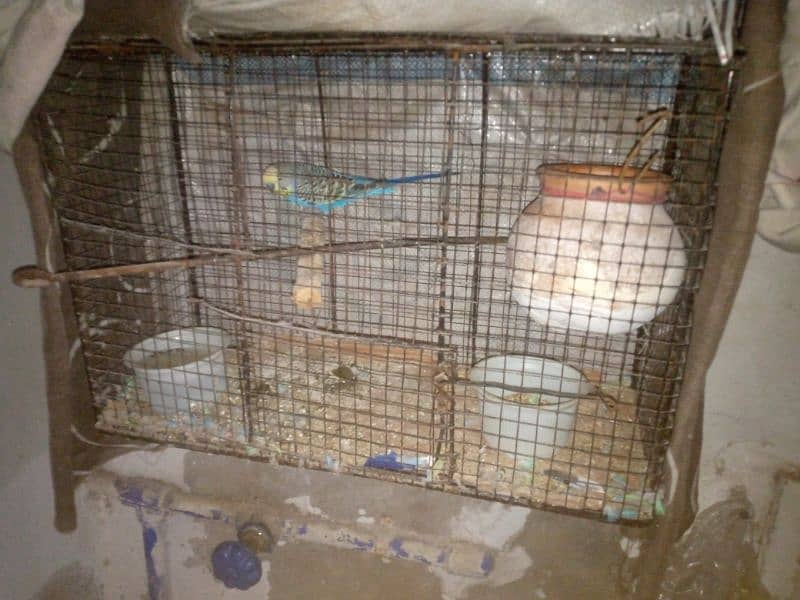 budgie pair cage with urgent sale 2