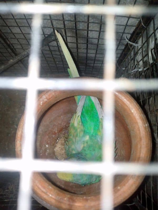 budgie pair cage with urgent sale 3