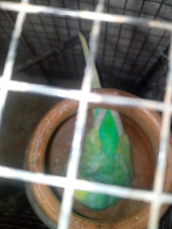 budgie pair cage with urgent sale 4