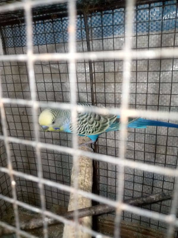 budgie pair cage with urgent sale 5