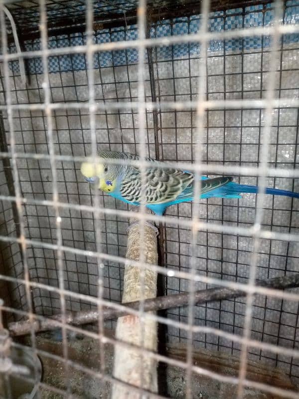 budgie pair cage with urgent sale 6