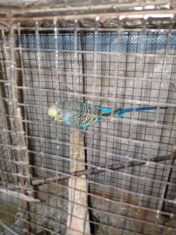 budgie pair cage with urgent sale 7